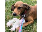 Adopt Sadie Pup: Rupert a Labrador Retriever, Shepherd
