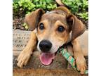 Adopt Sadie Pup: Rutherford a Labrador Retriever, Shepherd