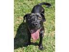 Adopt Easy Peasy a Pit Bull Terrier, Cane Corso