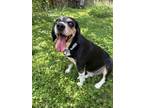 Adopt Willie a Beagle, Mixed Breed