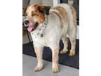 Adopt Sammy a Great Pyrenees, Mixed Breed