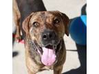 Adopt Catchup a Mountain Cur, Mixed Breed