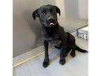 Adopt Pete a Black Labrador Retriever, Mixed Breed