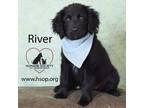 Adopt River a Black Labrador Retriever