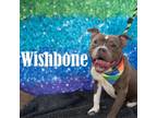 Adopt WishBone a Pit Bull Terrier