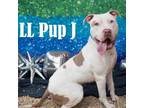Adopt LL Pup J a Pit Bull Terrier