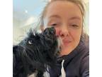 Experienced London Pet Sitter Trustworthy & Affordable Care
