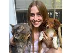 Trustworthy and Affordable Pet Sitter in Tampa, FL - Book Now for Quality Care!