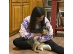 Westminster, MD Pet Sitter: Reliable & Affordable Care for Your Furry Friends