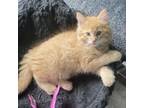 Adopt Stormy's Kitten: Sunny a Domestic Long Hair