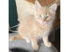 Adopt Stormy's Kitten: Cloudy a Domestic Long Hair