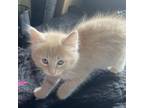 Adopt Stormy's Kitten: Windy a Domestic Long Hair