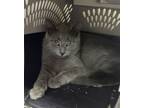 Adopt Quartz ~ Semi Feral - Feral Barn Cat - Shop Cat a Domestic Short Hair