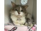 Adopt Regis ~ Friendly Barn Cat/Shop Cat a Domestic Medium Hair