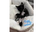 Adopt Kitten: Egg Salad a American Shorthair