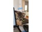 Adopt Kitten: Ulan a Domestic Short Hair