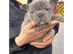 French Bulldog Puppy for sale in Winthrop, MA, USA