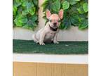 French Bulldog Puppy for sale in Avondale, AZ, USA