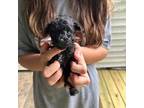 Poodle (Toy) Puppy for sale in Denham Springs, LA, USA