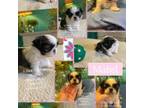 Shih Tzu Puppy for sale in Nashville, TN, USA