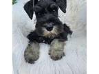 Schnauzer (Miniature) Puppy for sale in Corvallis, MT, USA
