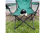 Shih Tzu Puppy for sale in Mount Pleasant, MI, USA