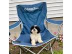 Shih Tzu Puppy for sale in Mount Pleasant, MI, USA