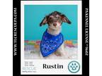 Adopt Rustin ( WC High Schoodles) 051124 a Poodle