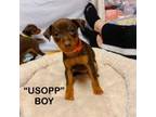 Miniature Pinscher Puppy for sale in Sparta, TN, USA