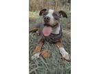 Adopt Brewer a American Bully