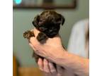 Shih Tzu Puppy for sale in Ithaca, MI, USA