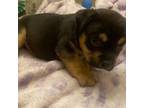 Mutt Puppy for sale in Ridgeland, SC, USA
