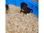Mutt Puppy for sale in Ridgeland, SC, USA