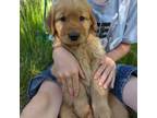 Golden Retriever Puppy for sale in Ashland, OR, USA