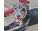 Adopt Albert a Schnauzer, Wire Fox Terrier
