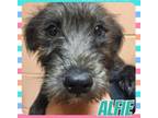 Adopt Alfie a Schnauzer, Wire Fox Terrier