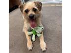 Adopt Andy a Border Terrier