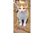 Adopt MARCUS-ready in July a Domestic Short Hair