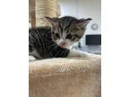 Adopt Berkley a Domestic Medium Hair