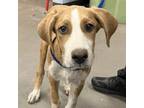 Adopt Snoopy a Foxhound