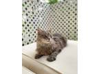 Adopt Oliver **Courtesy Post** a Domestic Long Hair