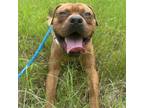 Adopt Listerine a Mixed Breed