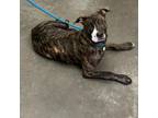 Adopt August a Mixed Breed