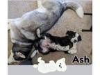 Adopt Ash a Mixed Breed