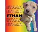 Adopt ETHAN a Labrador Retriever