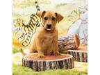 Adopt Guffaw a Pit Bull Terrier, German Shepherd Dog