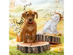 Adopt Chuckles a Pit Bull Terrier, German Shepherd Dog