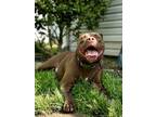 Adopt Louie a Pit Bull Terrier