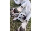 Adopt Milo a Labrador Retriever, American Staffordshire Terrier