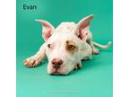 Adopt Evan a Mixed Breed
